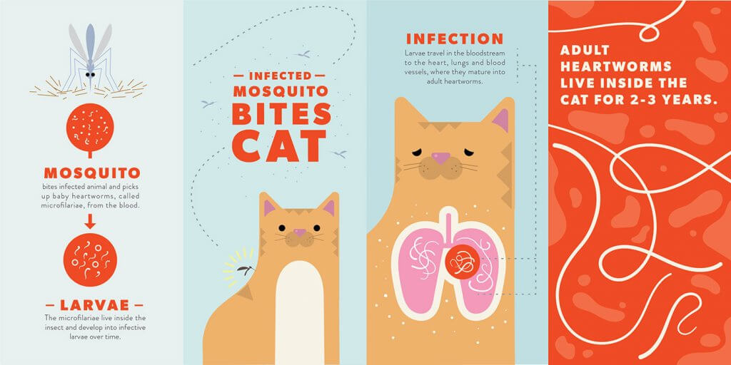 Penyakit Heartworm pada kucing!
