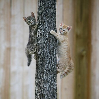 Two kittens climbing a tree looking at the camera.